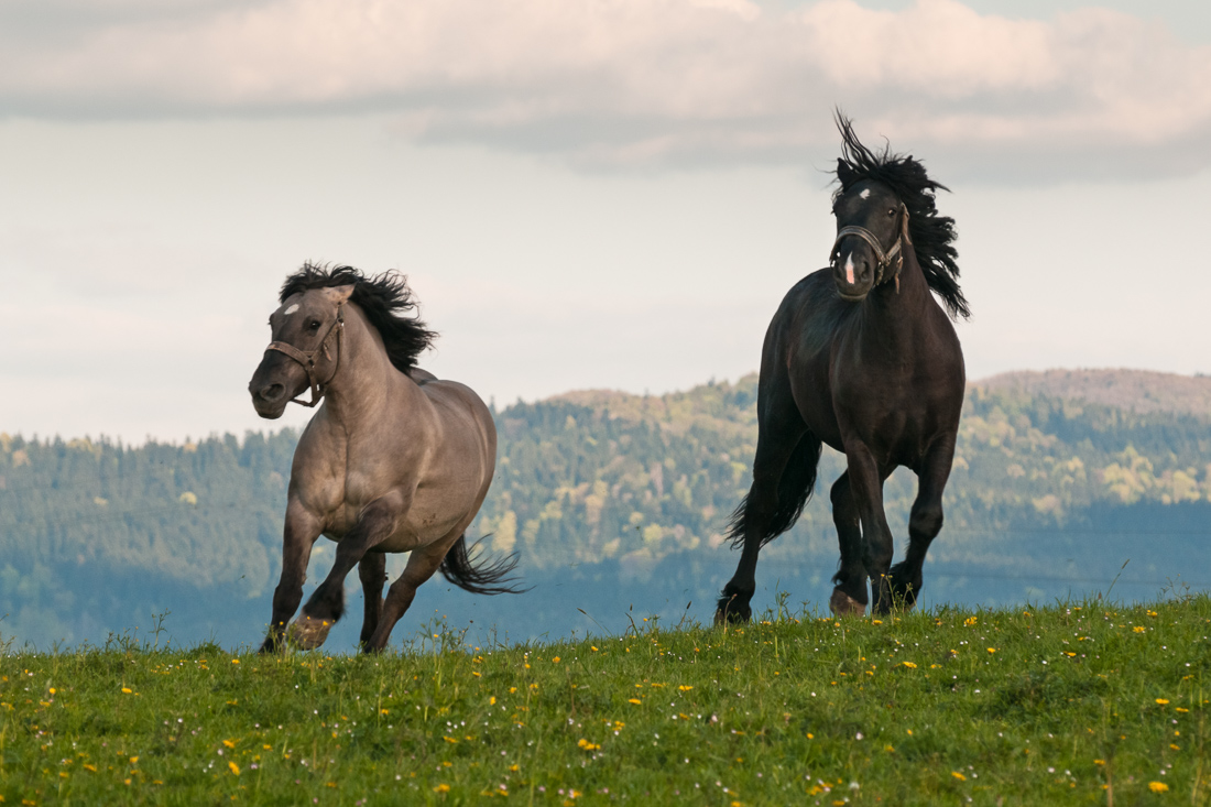 Sport: horse riding, Stróże